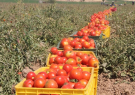 ۱۰ هزار تن گوجه فرنگی در آذربایجان‌شرقی خریداری می‌شود