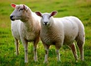 پرورش گوسفند در چین با نرم افزار تلفن همراه