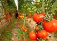 افزایش ۴۶ درصدی صادرات محصولات کشاورزی آذربایجان‌شرقی