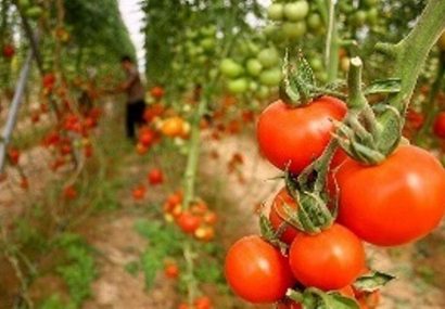 افزایش ۴۶ درصدی صادرات محصولات کشاورزی آذربایجان‌شرقی