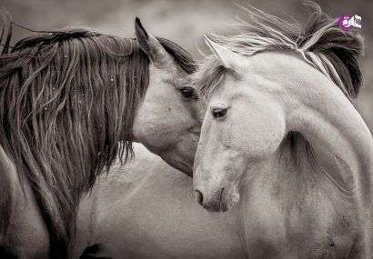 تصاویر دیدنی سیاه و سفید از اسب‌های وحشی