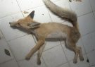 نجات یک قلاده روباه در عجب‌شیر