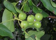 باغات گردوی مرند نامرغوب و کم‌بار است