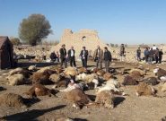 ۱۳۵۰ دام سبک و سنگین در زلزله آذربایجان‌شرقی تلف شد
