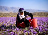 مرند، قطب جدید تولید زعفران