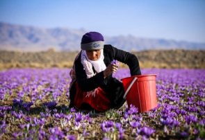 مرند، قطب جدید تولید زعفران