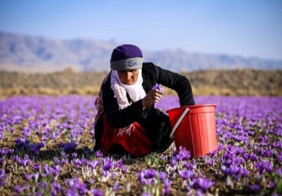 مرند، قطب جدید تولید زعفران