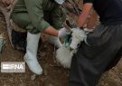 واکسیناسیون دام‌های مناطق زلزله‌زده آغاز شد