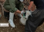 واکسیناسیون دام‌های مناطق زلزله‌زده آغاز شد