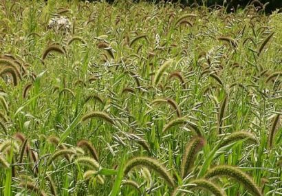 کنترل علف‌های هرز در ۱۹۰۰ هکتار از مزارع گندم شبستر