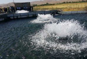 ۲۷ مزرعه پرورش ماهی در آذربایجان شرقی مکانیزه شد