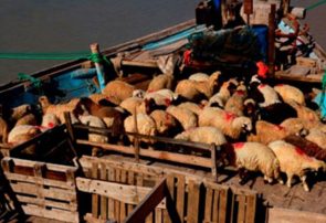 ادعای صادرات گوشت قرمز و دام زنده از آذربایجان‌شرقی تکذیب شد