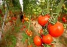 افزایش ۴۶ درصدی صادرات محصولات کشاورزی از آذربایجان‌شرقی
