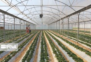 تولید سالانه ۲۳ هزار تن صیفی‌جات گلخانه‌ای در منطقه آزاد ارس