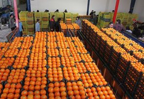 ۲ هزار تن پرتقال در آذربایجان‌شرقی ذخیره شد