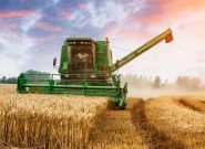 پیش بینی برداشت بیش از ۸۰۰ هزار تن گندم از مزارع آذربایجان‌شرقی