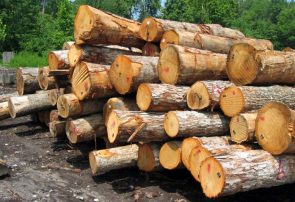 انگیزه قاچاق با توسعه زراعت چوب در آذربایجان شرقی از بین می‌رود