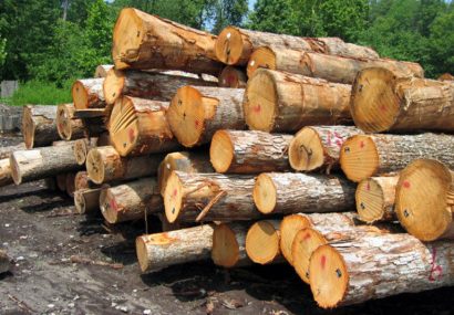 انگیزه قاچاق با توسعه زراعت چوب در آذربایجان شرقی از بین می‌رود