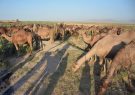 پرورش ۱۷۰۰ نفر شتر در آذربایجان شرقی