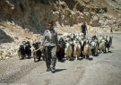احتمال انتقال کرونا با کوچ عشایر
