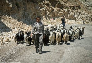 احتمال انتقال کرونا با کوچ عشایر