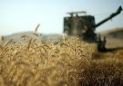 بیش از ۶۰۰ هزار تن گندم از گندم کاران آذربایجان شرقی خریداری می‌شود