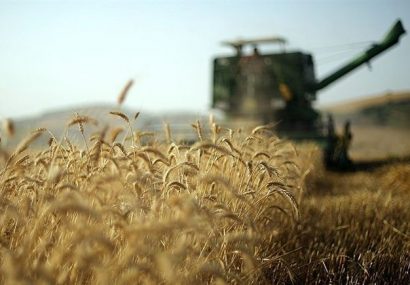 بیش از ۶۰۰ هزار تن گندم از گندم کاران آذربایجان شرقی خریداری می‌شود