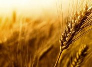 خرید تضمینی ۱۰ میلیون تن گندم در کشور پیش بینی می شود