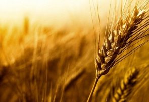 خرید تضمینی ۱۰ میلیون تن گندم در کشور پیش بینی می شود