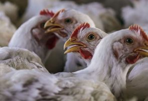 صنعت مرغداری آذربایجان‌شرقی بیشترین تاثیر را از کرونا دیده است
