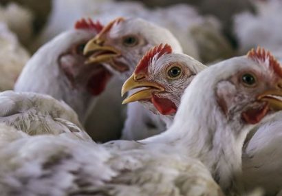 صنعت مرغداری آذربایجان‌شرقی بیشترین تاثیر را از کرونا دیده است