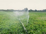 آب مصرفی بخش کشاورزی حوضه دریاچه ۴۰ درصد کاهش یافت