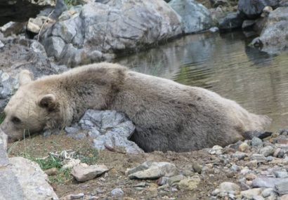 خرس گرفتار در سراب نجات یافت