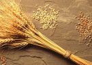 ۲۱ هزار تن بذر گندم در آذربایجان شرقی اصلاح شده است