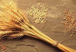 ۲۱ هزار تن بذر گندم در آذربایجان شرقی اصلاح شده است