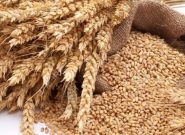 ۲۱۸ هزار تن گندم از گندمکاران استان آذربایجان شرقی خریداری شده است