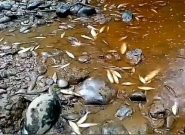 برداشت غیرمجاز آب علت مرگ ماهیان سد شهید کلانتری است