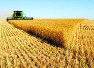 ۸۰۰ هزار تن گندم در آذربایجان‌شرقی کشت می شود