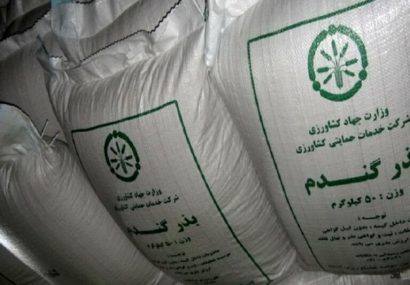 تولید و توزیع بذر گندم در آذربایجان‌شرقی ۷۰ درصد افزایش یافت