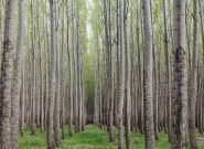 زراعت چوب در یکهزار و ۱۰۰ هکتار از اراضی آذربایجان‌شرقی انجام می شود