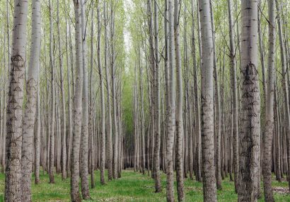 زراعت چوب در یکهزار و ۱۰۰ هکتار از اراضی آذربایجان‌شرقی انجام می شود