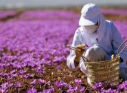 برداشت زعفران در آذربایجان‌شرقی ۳۰ درصد افزایش یافت