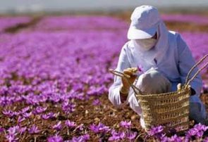 برداشت زعفران در آذربایجان‌شرقی ۳۰ درصد افزایش یافت
