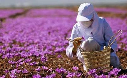 برداشت زعفران در آذربایجان‌شرقی 30 درصد افزایش یافت