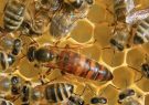 افزایش سه‌برابری تولید عسل با اصلاح نژاد ملکه در مراغه