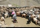 جامعه عشایری ۲۰ درصد گوشت قرمز آذربایجان شرقی را تولید می‌کنند‌