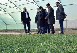 رتبه نخست کشوری آذربایجان‌شرقی در توسعه گلخانه‌ها