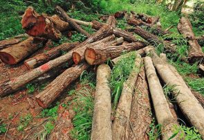 ۱۲۰ اصله درخت جنگلی قطع شده در کلیبر کشف شد