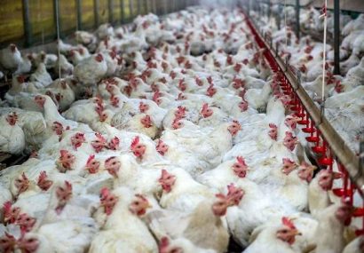 خروج مرغ زنده و کشتارشده از آذربایجان شرقی ممنوع است