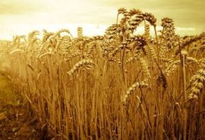 خرید بیش از ۶ هزار تن گندم در آذربایجان شرقی